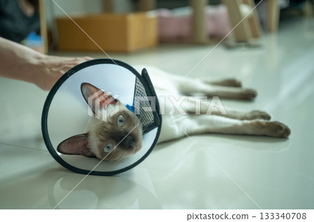 Siamese cat wearing Elizabethan collar for recover after surgery. Siamese cat wearing Elizabethan collar for recover after surgery. 133340708