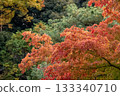 Autumn leaves 133340710