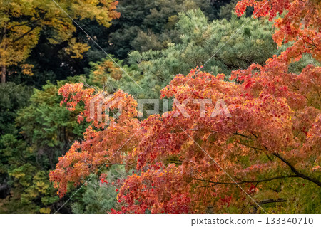 Autumn leaves Autumn leaves 133340710