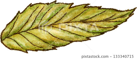 Chestnut leaf_Autumn_Autumn leaves_Fallen leaves_Autumn_Autumn illustration Chestnut leaf_Autumn_Autumn leaves_Fallen leaves_Autumn_Autumn illustration 133340715