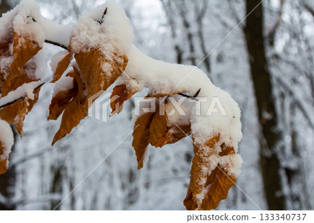 Snow-covered leaves cling to branches in a serene winter forest setting during a calm and chilly afternoon Snow-covered leaves cling to branches in a serene winter forest setting during a calm and chilly afternoon 133340737