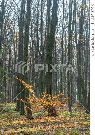 Colorful autumn foliage contrasts with tall trees in a tranquil forest setting during early morning light Colorful autumn foliage contrasts with tall trees in a tranquil forest setting during early morning light 133340748