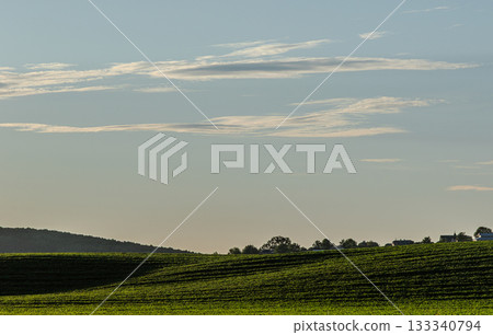 Vast green hills under a clear sky with soft clouds at sunset in a peaceful countryside vineyard setting 133340794