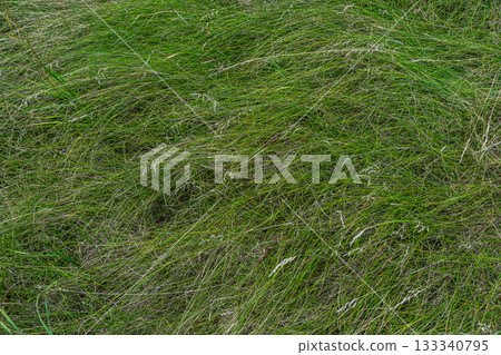 Vibrant green grass sways gently in the wind on a warm sunny day in a rural field during late spring Vibrant green grass sways gently in the wind on a warm sunny day in a rural field during late spring 133340795