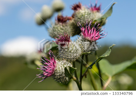 Woolly Burdock flowers bloom with vibrant colors against a clear blue sky in a natural landscape during a sunny day Woolly Burdock flowers bloom with vibrant colors against a clear blue sky in a natural landscape during a sunny day 133340796