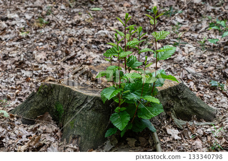 Fresh green shoots emerging from a tree stump in a forest setting during springtime showcasing nature's resilience and regrowth 133340798