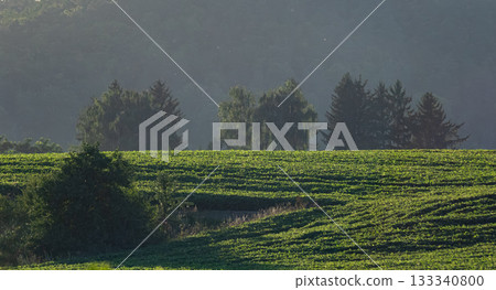 Rolling green fields under a misty sky with trees in the background during early morning hours in a tranquil rural setting 133340800