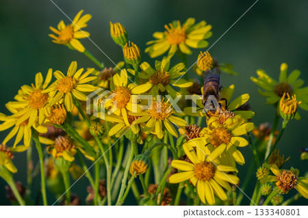 Beautiful ragwort flowers attracting pollinators in a sunny meadow during springtime celebration of nature's biodiversity 133340801