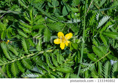 Beautiful Silverweed flower displaying vibrant yellow blooms in a lush green field during a sunny day in spring 133340802