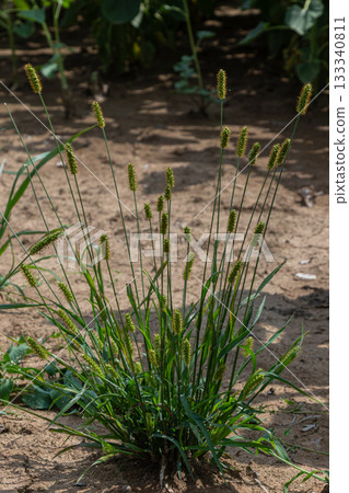Green Foxtail growing abundantly in a dry area with sunlit grass and surrounding vegetation during summer season Green Foxtail growing abundantly in a dry area with sunlit grass and surrounding vegetation during summer season 133340811