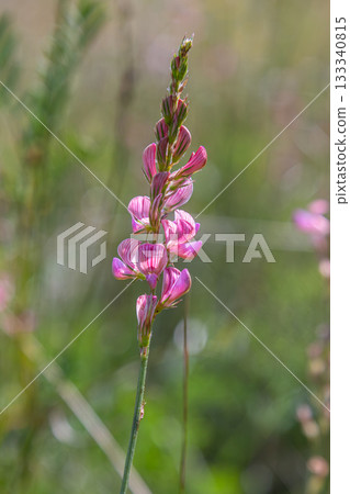Colorful Onobrychis viciifolia blooms in a natural setting during the day showcasing intricate floral patterns and vibrant hues 133340815