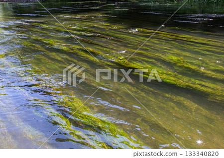 Water-starwort Callitriche thrives in a clear river showcasing vibrant green hues reflecting sunlight during a tranquil afternoon 133340820