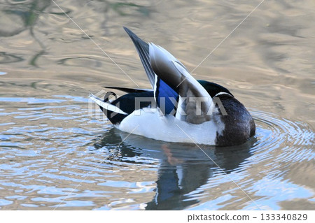 Male mallard preening his feathers 133340829