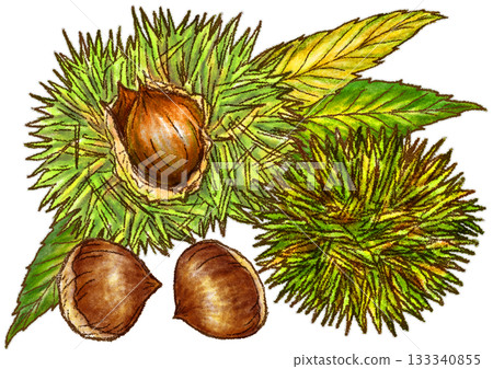 Illustration of chestnuts with burrs still attached Illustration of chestnuts with burrs still attached 133340855