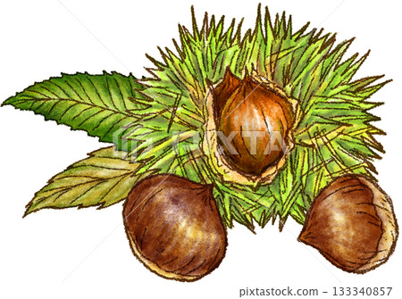 帶刺的栗子和兩顆栗子 帶刺的栗子和兩顆栗子 133340857