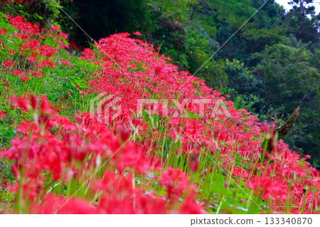 土佐山群孤挺花 133340870