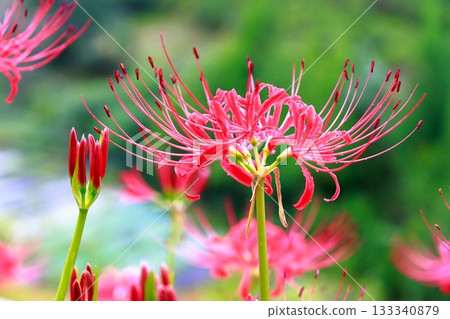 Cluster amaryllis of Mount Tosa Cluster amaryllis of Mount Tosa 133340879