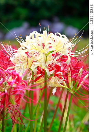 Cluster amaryllis of Mount Tosa Cluster amaryllis of Mount Tosa 133340888