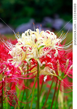 土佐山群孤挺花 土佐山群孤挺花 133340889