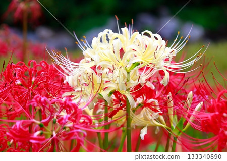 土佐山群孤挺花 133340890