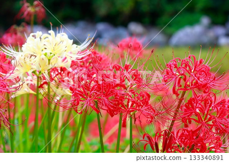 土佐山群孤挺花 133340891