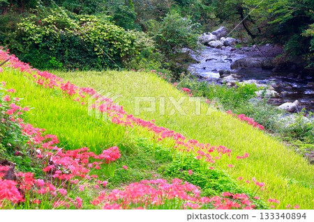 土佐山群孤挺花 133340894