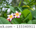 Plumeria 133340911
