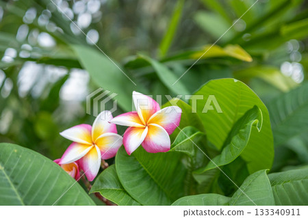 雞蛋花 雞蛋花 133340911