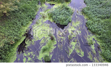 Lush wetland landscape with vibrant green vegetation and algae in serene natural setting 133340946