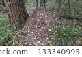 Autumn forest ant hill with fallen leaves and pine trees 133340995