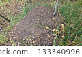 Ant hill in lush forest setting with autumn leaves and grass 133340996