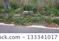 Stray cat relaxing in urban greenery on a street 133341017
