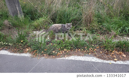 Stray cat relaxing in urban greenery on a street Stray cat relaxing in urban greenery on a street 133341017