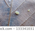Janois aphid larvae 133341031