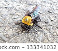 Carpenter bee corpse - from the front 133341032