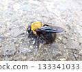 Carpenter bee corpse - side view 133341033
