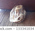 Praying mantis eggs - from below 133341034