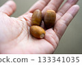 Acorn of palm 133341035