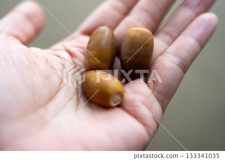 棕櫚橡子 棕櫚橡子 133341035