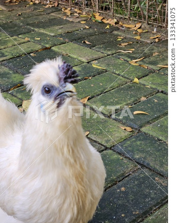this is a head of white chicken this is a head of white chicken 133341075