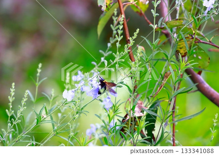 薰衣草和蜜蜂 薰衣草和蜜蜂 133341088