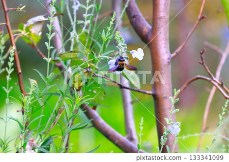 Lavender and bees 133341099
