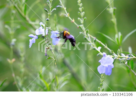 薰衣草和蜜蜂 薰衣草和蜜蜂 133341106