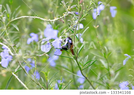 薰衣草和蜜蜂 薰衣草和蜜蜂 133341108