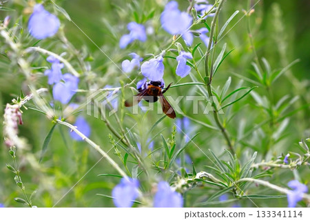 薰衣草和蜜蜂 133341114