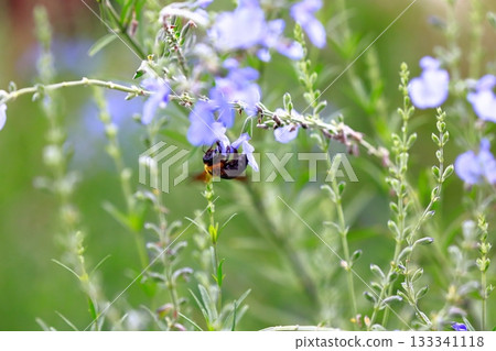 Lavender and bees 133341118