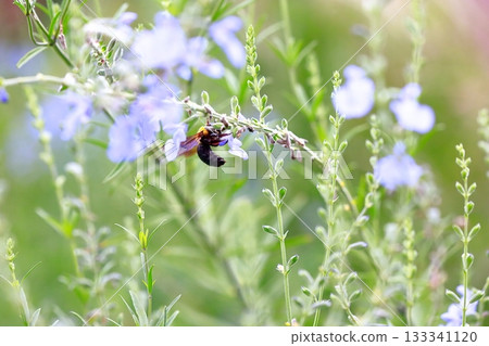 薰衣草和蜜蜂 薰衣草和蜜蜂 133341120