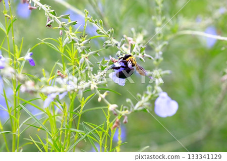薰衣草和蜜蜂 薰衣草和蜜蜂 133341129