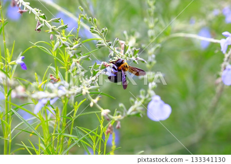 Lavender and bees Lavender and bees 133341130
