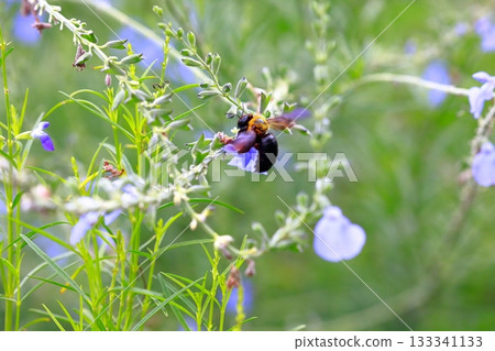 薰衣草和蜜蜂 133341133